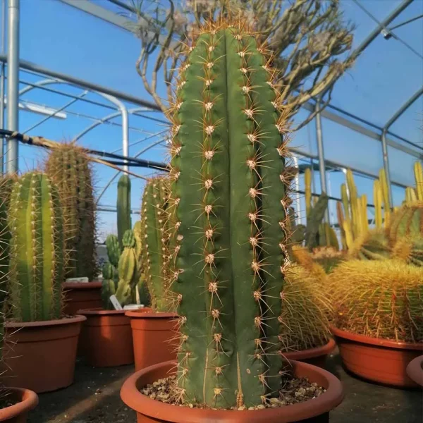 Trichocereus pasacana (echinopsis atacamensis)