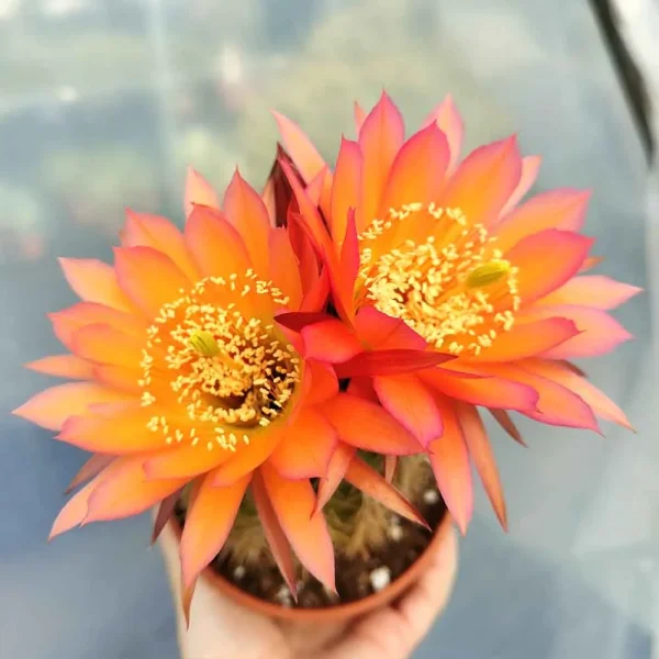 Trichocereus hybrid arancio caldo