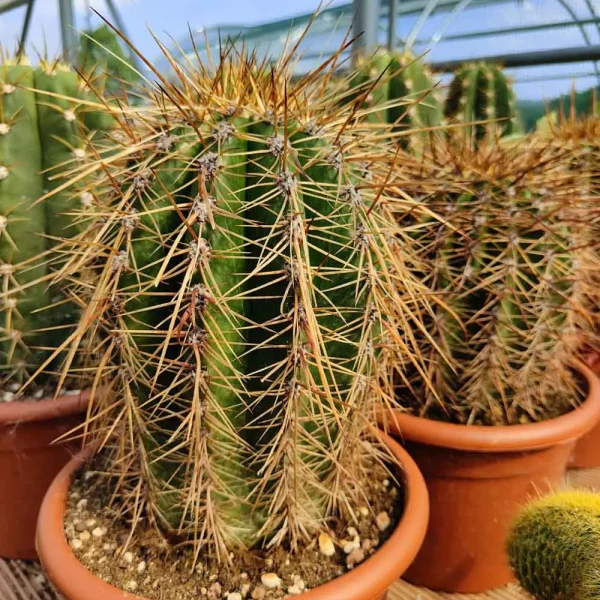 Trichocereus terscheckii