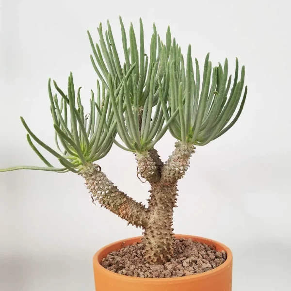 Tylecodon wallichii