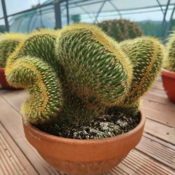 Vatricania guentheri crestata